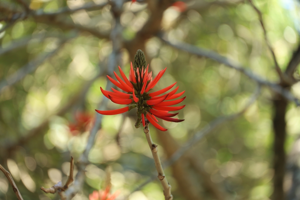 chá de mulungu